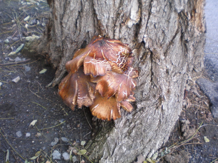 Nessonvaux  Verviers80494.JPG